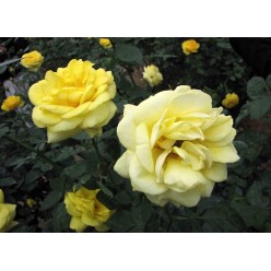 Роза Carte Dor флорибунда горшок С3