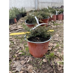 Можжевельник обыкновенный Green Carpet горшок Co 2 30-40см "Debskie P"