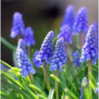 Долгожданные луковицы цветов уже в наличии! 