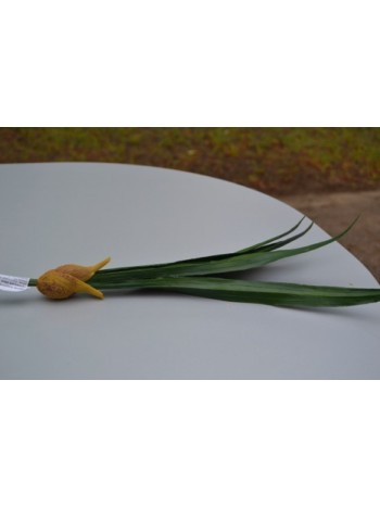 Цветок искусственный Лист с луковицей 40см AGT141