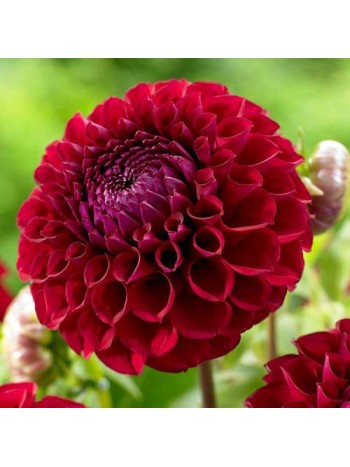 Георгин Natal 1шт/уп (клубень) 10045