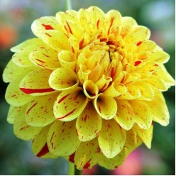 Георгин Funny Face 1шт/уп (клубень) 10051