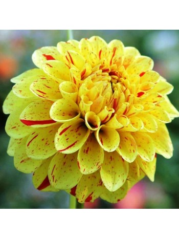 Георгин Funny Face 1шт/уп (клубень) 10051