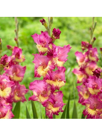 Гладиолус Far West 5шт/уп  р.12/14 (луковица) 10191