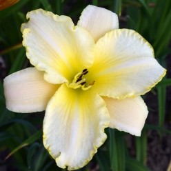 Лилейник Blizzard Bay 1шт/уп (клубень) 10525