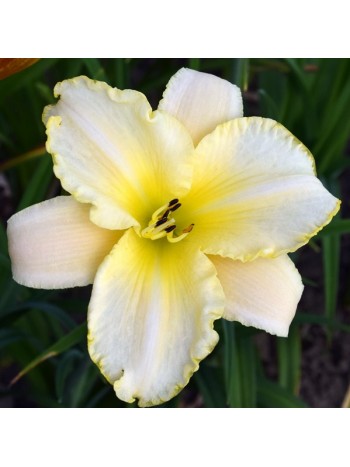 Лилейник Blizzard Bay 1шт/уп (клубень) 10525