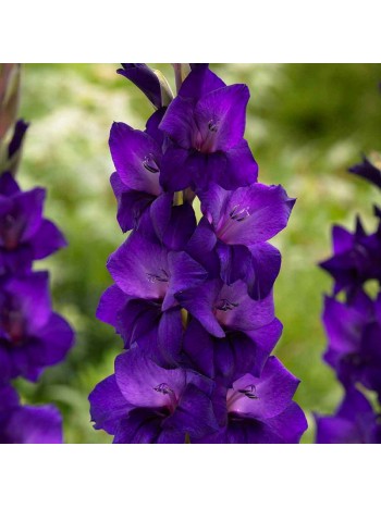 Гладиолус Mombasa (x5) р.12/14