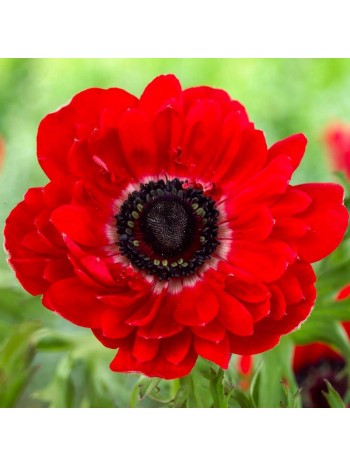 Анемон The Governor (x15) р.5/6