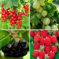 Плодово-ягодные кустарники