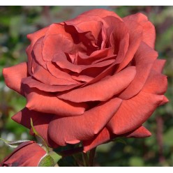 Роза Terracotta срезочная чайно-гибридная горшок С3