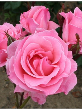 Роза Queen Elizabeth грандифлора горшок С3