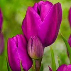 Тюльпан Purple Bouquet 5шт р.11/12 каперс 