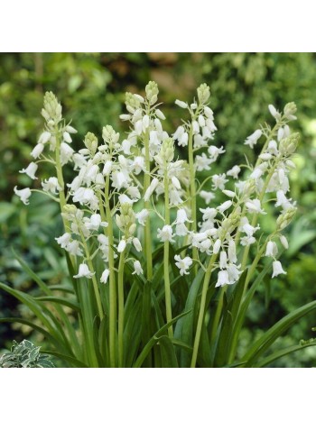 Сцилла Hispanica White p9, 8-10 см