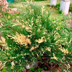 Можжевельник казацкий Variegata C5, 50-70 см