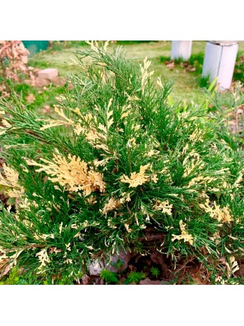 Можжевельник казацкий Variegata C5, 50-70 см