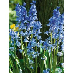 Сцилла Hispanica Blue p9, 8-10 см