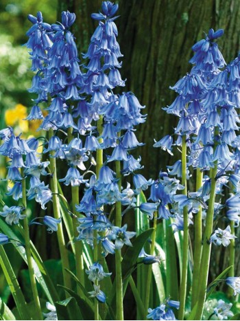Сцилла Hispanica Blue p9, 8-10 см