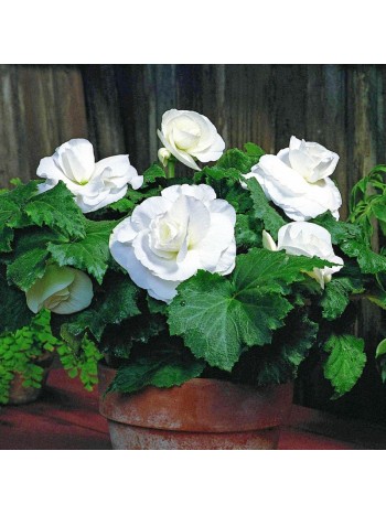 Бегония Double White (x2)