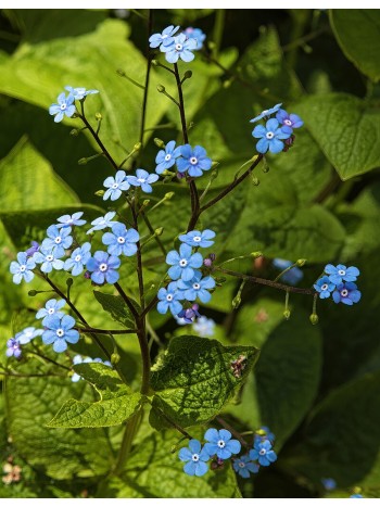 Бруннера Macrophylla (x1)