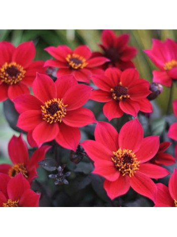 Георгин Happy Days Red Flame, горшок С1, 20-30 см