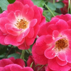 Роза Fuchsia Meillandecor почвопокровная/шраб, горшок С3 30-50 см
