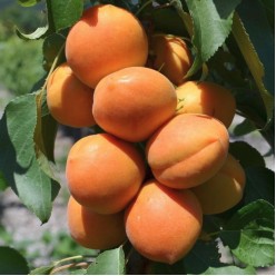 Абрикос NS-Pisana карликовый с этикеткой саженец ЗКС Сербия "RI"