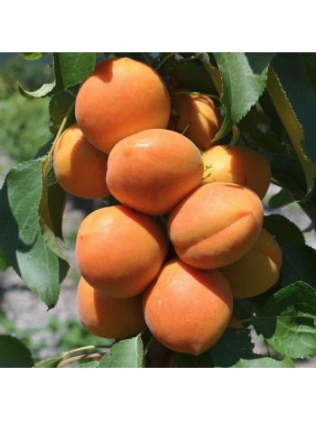 Абрикос NS-Pisana карликовый с этикеткой саженец ЗКС Сербия "RI"