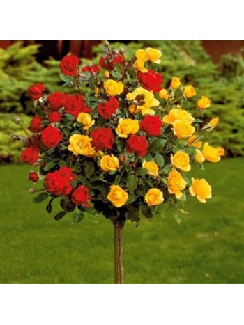 Роза штамбовая Lavaglut-Friesia (red-yellow) саженец ЗКС с этикеткой  Сербия "RI"