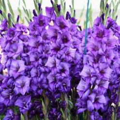 Гладиолус Blue Isle (x5) р.10/12