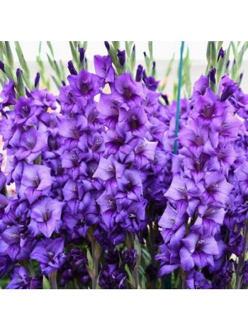 Гладиолус Blue Isle (x5) р.10/12