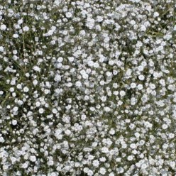 Гипсофила Pan. White (x2)