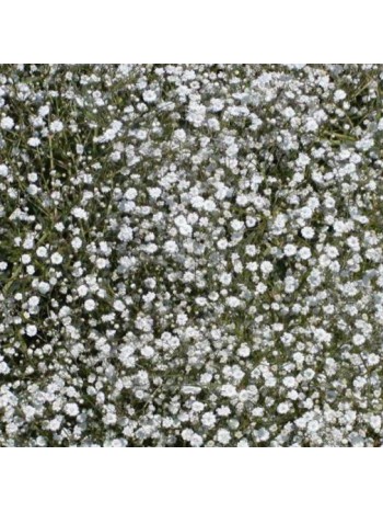 Гипсофила Pan. White (x2)