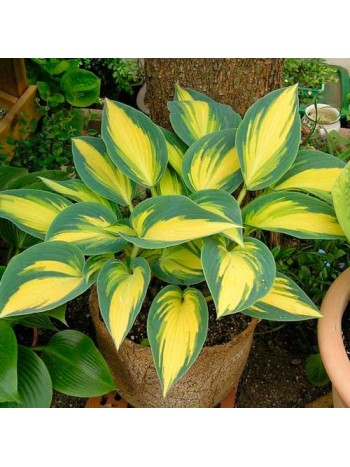 Хоста Remember Me (x1)