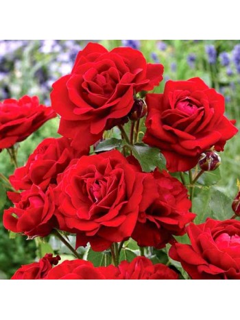 Роза Lili Marlen флорибунда (саж. ЗКС)  коробка Сербия "RI"