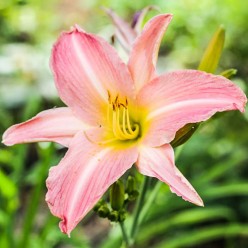 Лилейник Pink (x1)
