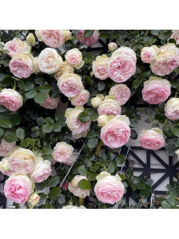 Роза Pierre de ronsard плетистая клаймбер (саж. ЗКС)  коробка Сербия "RI"