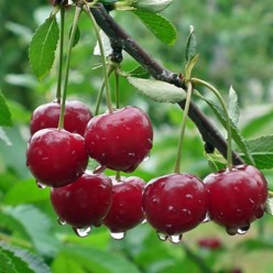 Вишня Oblacinska карликовая с этикеткой саженец ЗКС Сербия "RI"