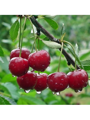 Вишня Oblacinska карликовая с этикеткой саженец ЗКС Сербия "RI"