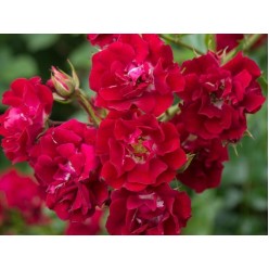 Роза штамбовая Rambling Rouz  (саж. ЗКС) Сербия "RI"