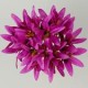 Цветок искусственный Агапант головка 17х10см микс W604