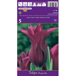 Тюльпан Burgundy 5шт р.10/11 луковица 37146