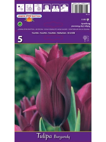 Тюльпан Burgundy 5шт р.10/11 луковица 37146