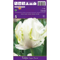 Тюльпан Super Parrot 5шт р.10/11 луковица 37149