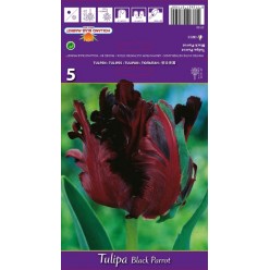 Тюльпан Black Parrot 5шт р.10/11 луковица 37150