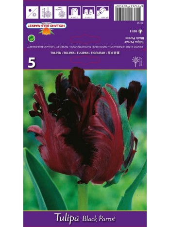 Тюльпан Black Parrot 5шт р.10/11 луковица 37150