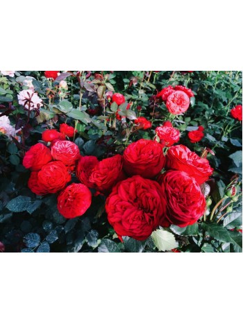 Роза Piano чайно-гибридная пионовидная (саж. ЗКС) коробка Сербия "RI"