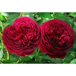 Роза Alain Souchon чайно-гибридная (саж. ЗКС) Сербия "RI"