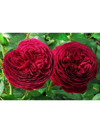 Роза Alain Souchon чайно-гибридная (саж. ЗКС) Сербия "RI"