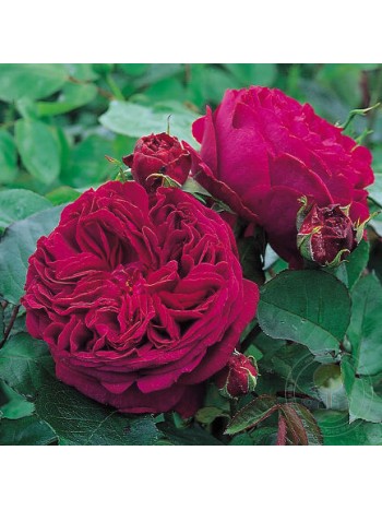 Роза Falstaff английская (саж. ЗКС) коробка Сербия "RI"