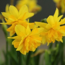 Нарцисс Tete A Tete 2шт р.12/14 каперс 17101